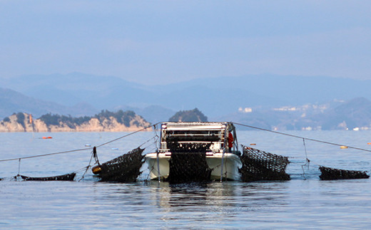 海苔の収穫風景。刈り取り専用の船で網の下をもぐるように進みます