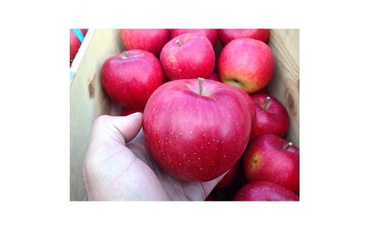りんご 「シナノスイート」家庭用  5kg (約14～20個)【1073681】 395966 - 青森県青森市