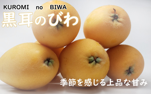 黒耳びわ２８ ４０玉 高知県室戸市 ふるさと納税 ふるさとチョイス