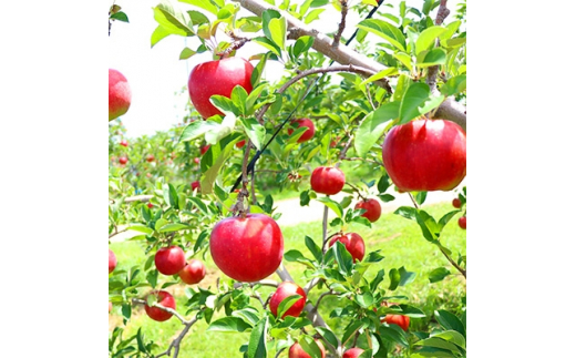 たてしなップル 完熟りんご 千秋 長野県 ふるさと納税 ふるさとチョイス