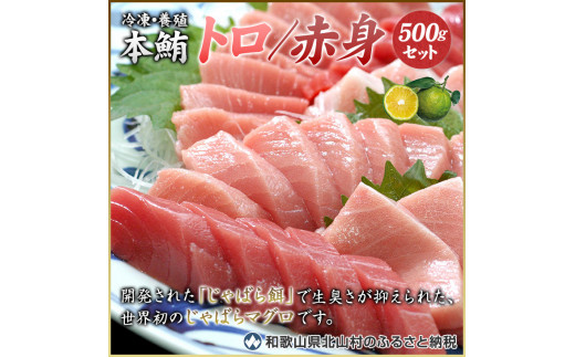 串本町 北山村 本マグロ 養殖 トロ 赤身セット500g 鰹ひつまぶし1食付き 和歌山県北山村 ふるさと納税 ふるさとチョイス 串本町 北山村 本マグロ 養殖 トロ 赤身セット500g 鰹ひつまぶし1食付き 和歌山県北山村 ふるさと納税 ふるさとチョイス