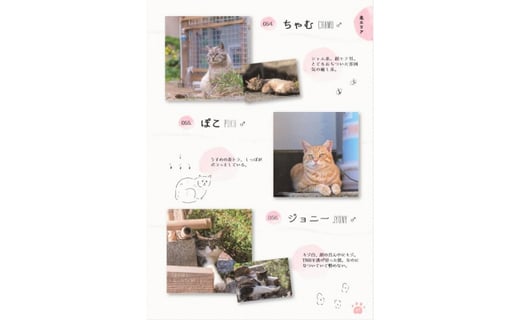 深島ねこ図鑑 ２冊 猫たちの表情に癒されます 大分県佐伯市 ふるさと納税 ふるさとチョイス