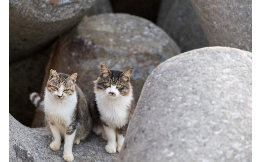 深島ねこ図鑑 ２冊 猫たちの表情に癒されます 大分県佐伯市 ふるさと納税 ふるさとチョイス