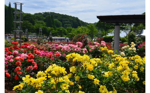 花フェスタ記念公園 年間パスポート 金券セット 岐阜県 ふるさと納税 ふるさとチョイス