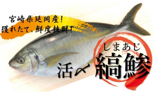 延岡産活〆鮮魚 職人技の脱血鮮魚 シマアジ A807 宮崎県延岡市 ふるさと納税 ふるさとチョイス