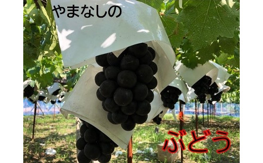 【先行予約2024年発送】希少品種「ブラックビート」3～4房（約2kg）黒葡萄 ぶどう ブドウ 葡萄 フルーツ 果物 山梨 やまなし 富士川町
