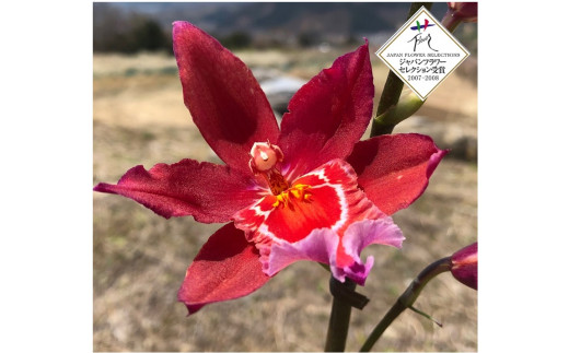 B 1115 彗星蘭 ルージュマジック 4号化粧鉢 1本立ち 山梨県甲州市 ふるさと納税 ふるさとチョイス