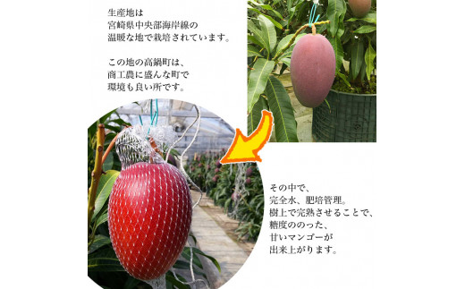 鉢植え 樹上完熟マンゴー 400 450g 4玉 計1 6kg 1 8kg 21年5月上旬 6月中旬迄に順次出荷 宮崎県高鍋町 ふるさと納税 ふるさとチョイス