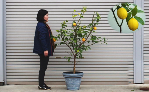 苗木 特大サイズ レモンの木鉢植え ブラウン鉢 1個 配送不可 北海道