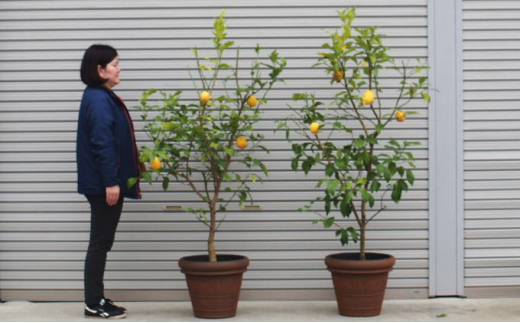 5656 1142 特大サイズ レモンの木鉢植え ブラウン鉢 2個 福岡県朝倉市 ふるさと納税 ふるさとチョイス