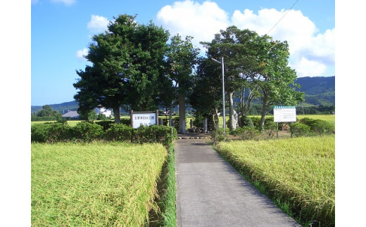 明治天皇献上米の斎田に選ばれた主基斎田は現在は公園として整備されています。