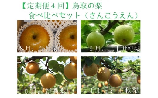 1203【定期便４回】鳥取の梨食べ比べセット(さんこうえん) 478455 - 鳥取県鳥取市