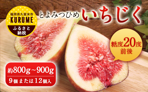 福岡県ブランドいちじく とよみつひめ 1箱 800g 900g 福岡県久留米市 ふるさと納税 ふるさとチョイス