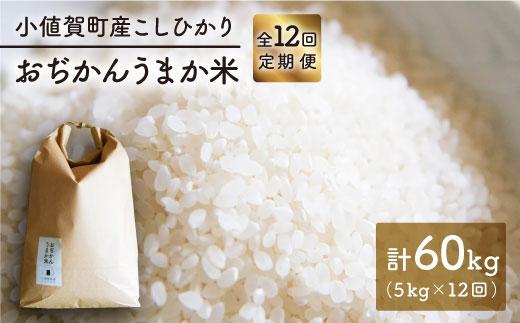 新米 5kg 12回定期便 おぢかんうまか米 小値賀町産こしひかり5kg 精白米 しまうま商会 Dab017 長崎県小値賀町 ふるさと納税 ふるさとチョイス