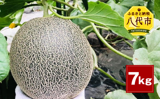 【先行予約】熊本県産 肥後グリーンメロン 約7kg 果物 フルーツ メロン