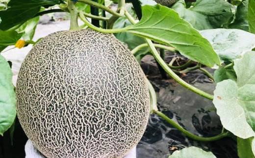 【先行予約】熊本県産 肥後グリーンメロン 約7kg 果物 フルーツ メロン
