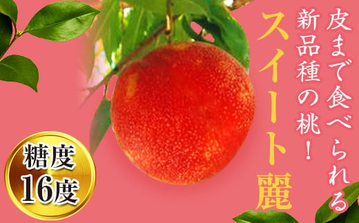 皮まで食べられる新品種 福島県産 スイート麗 1.5kg 2024年8月下旬～2024年9月上旬発送 先行予約 予約 伊達の桃 桃 もも モモ 果物 くだもの フルーツ 国産 食品 F20C-149
