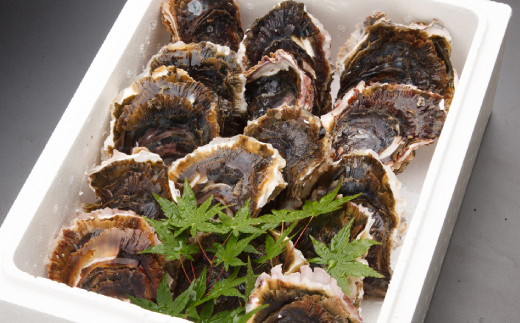 【限定100個】岩牡蠣 初雫 10～15個 合計約1.5kg 加熱用 冷蔵