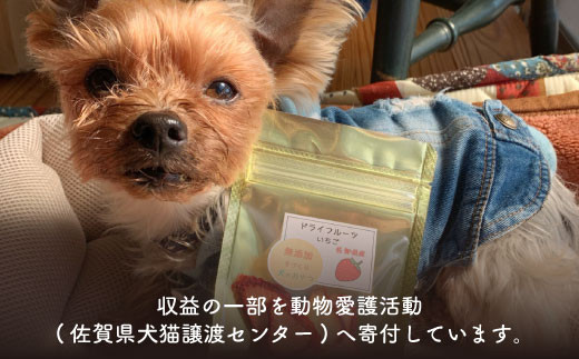 犬の無添加おやつ お砂糖不使用ドライいちご６袋 Fcg001 佐賀県吉野ヶ里町 ふるさとチョイス ふるさと納税サイト