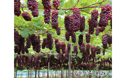 No 108 デラウエア 1箱 約2kg ぶどう ブドウ 種なし 特産品 石川県 石川県宝達志水町 ふるさと納税 ふるさとチョイス