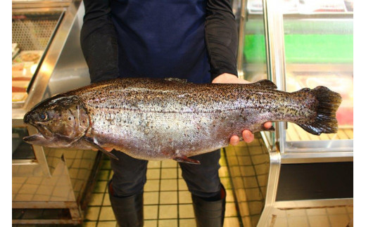 鮮魚直送 キングサーモン ニジマス 富士の介 焼き魚用 切身 山梨県富士吉田市 ふるさと納税 ふるさとチョイス