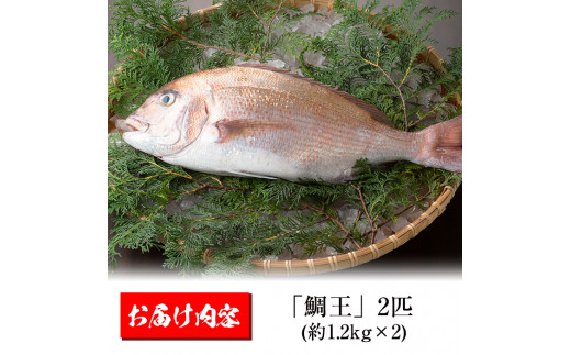 長島町特産の鯛王 ２匹セット Jfa 22 鹿児島県長島町 ふるさと納税 ふるさとチョイス