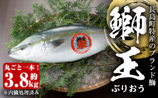 長島町特産の鰤王 まるごと１本 内臓処理済み Jfa 324 鹿児島県長島町 ふるさと納税 ふるさとチョイス