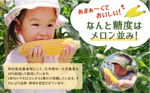 熊本県産 スイートコーン 4kg 高糖度 新鮮 とうもろこし 熊本県八代市 ふるさと納税 ふるさとチョイス