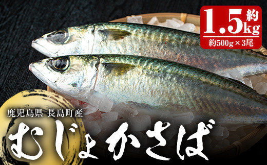 鹿児島県長島町の長島町から絶品のブリをお届け ブリのおいしさの秘密 ふるさと納税 ふるさとチョイス