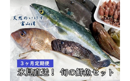 天然のいけす 富山湾氷見漁港 旬の鮮魚セット定期便