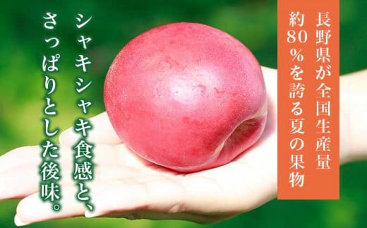 ネクタリン 約2.8kg 14～28玉 ［小布施屋］果物 フルーツ 桃 もも 令和