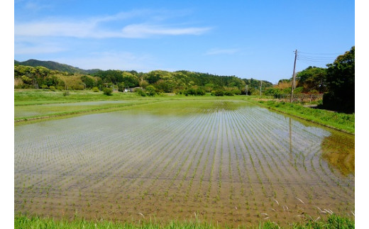 長狭米はミネラル分豊富な土壌と透き通った良質な水によって育まれます。