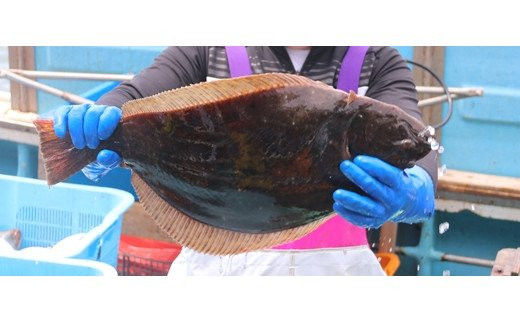 おすすめ 北海道 旬の鮮魚等のふるさと納税を探す ふるさとチョイス