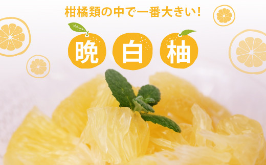 八代産晩白柚1玉 Lサイズ (くまモンの箱入り)