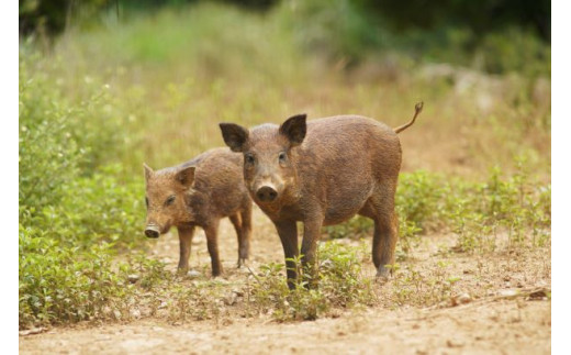 国頭イノブタ 猪豚 肩ロース ブロック １ 毎 8セット限定 沖縄県国頭村 ふるさと納税 ふるさとチョイス