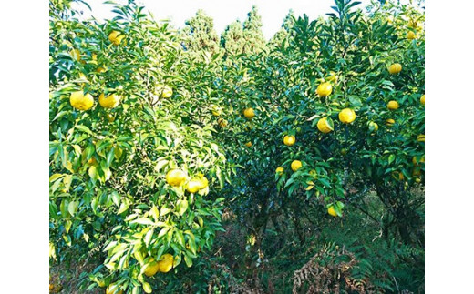 自然栽培 ゆず果汁100 7ml 1本 高知県中土佐町 ふるさと納税 ふるさとチョイス