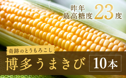 A78 6月発送 博多うまきび 10本入り 平均糖度20度 奇跡のとうもろこし 福岡県みやま市 ふるさと納税 ふるさとチョイス