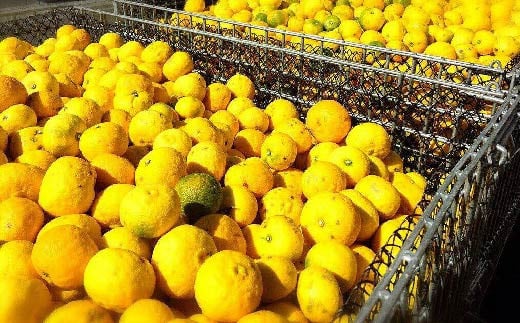 高知県は日本一のゆずの生産地で、南国の強い日差しを沢山浴びて育った高知のゆずにはレモンの約２倍ものビタミンCが含まれています。