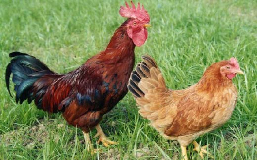 土佐ジローは放し飼いや緑餌（非遺伝子組換）の給与を必須とする高知県特産のブランド地鶏です。高知県土佐ジロー飼養マニュアルに基づく