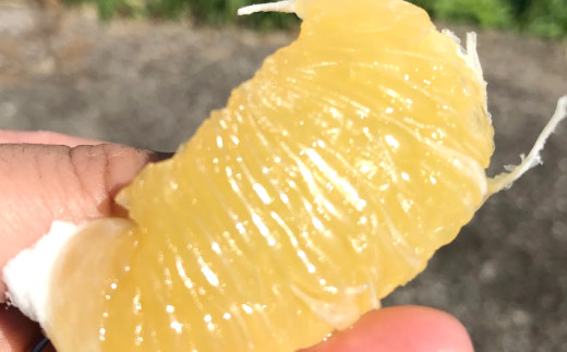 宇城市産 ジューシーオレンジ 約10kg（20玉前後）吉良果樹園 河内晩柑