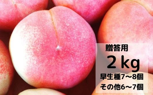 No 0597 まるせい果樹園の桃 品種おまかせ ご贈答用約2kg 福島県福島市 ふるさと納税 ふるさとチョイス