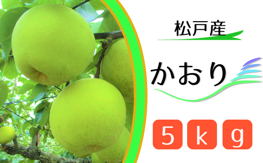 松戸の完熟梨「かおり」5kg