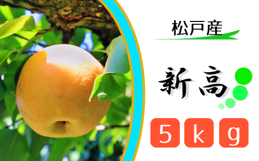 松戸の完熟梨「新高」5kg