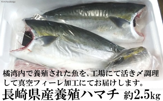 オリーブはまち１本まるごと（半身カット）【予約受付：令和５年10月