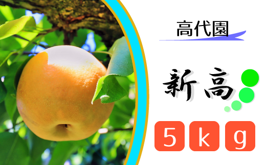 [高代園]松戸の完熟梨「新高」5kg