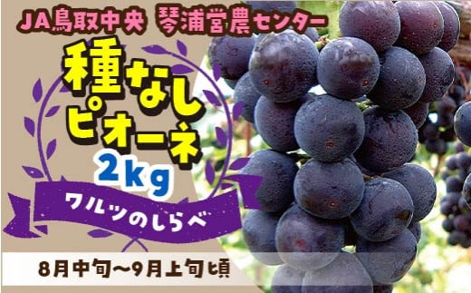 217.数量限定 ピオーネ 種なし 2kg - 鳥取県琴浦町｜ふるさとチョイス