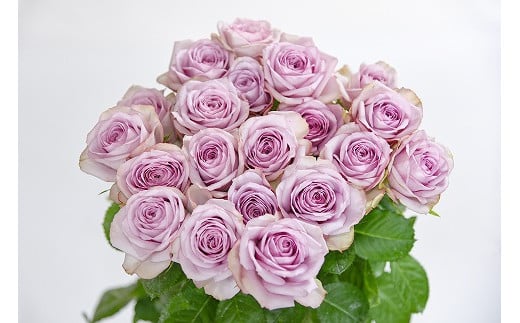 [単色:紫系]山形の名産! バラ 20本 (長さ60cm) 018-K-MM034-violet