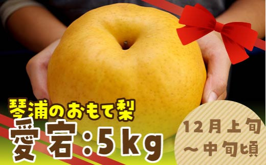 30.数量限定 鳥取県産梨 愛宕(あたご) 5kg(5～6玉)