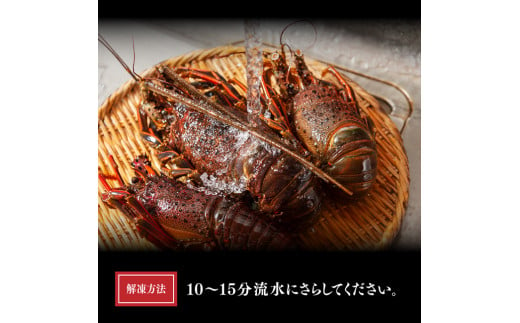 訳あり】冷凍伊勢海老（3～10尾）計2kg 【 伊勢海老 イセエビ 訳あり 魚介 】 - 宮崎県川南町｜ふるさとチョイス - ふるさと納税サイト