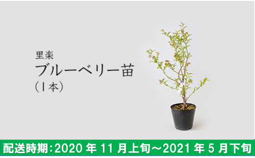 K680 01 里楽 ブルーベリー苗 1本 福岡県うきは市 ふるさと納税 ふるさとチョイス
